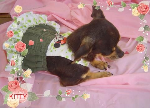 vendo dos chihuahuas adultas