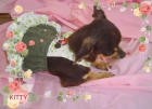 vendo dos chihuahuas adultas - mejor precio | unprecio.es