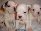 Ultimos cachorros de Bulldog Francés macho - mejor precio | unprecio.es