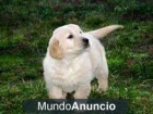 Todos los golden retriever magnífica?? - mejor precio | unprecio.es