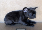 Bulldog Francés - mejor precio | unprecio.es