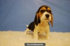 Beagles cachorros para tu hogar con 2 meses - mejor precio | unprecio.es