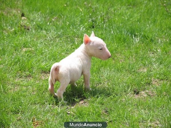 Bull terrier una preciosidad de camada 550€ cachorros muy muy buenos y nacionales