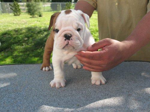 Bulldog inglese