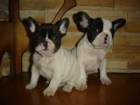 Cachorros Bulldog Frances - mejor precio | unprecio.es