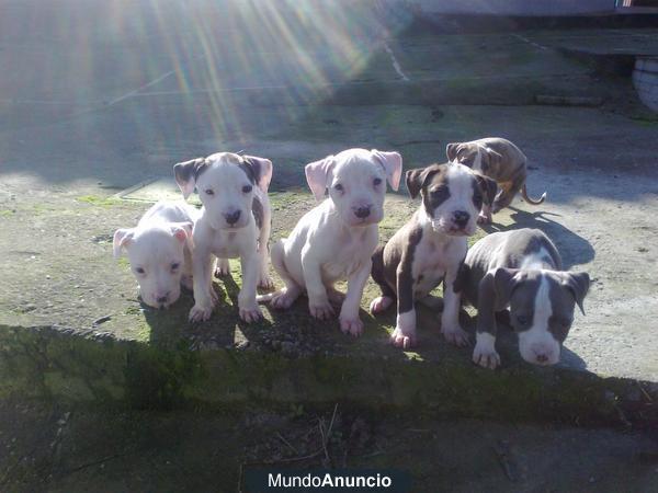 CACHORROS DE PITBULL