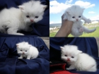 camada de gatos persas - mejor precio | unprecio.es