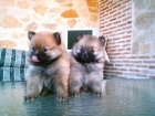 pomeranias 250 - mejor precio | unprecio.es
