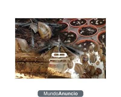 Se vende equipamiento granja caracoles