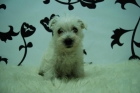 westy preciosos cachorritos - mejor precio | unprecio.es