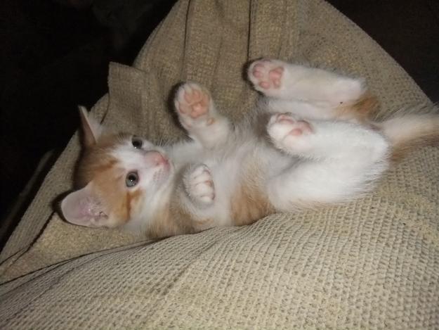 ¡Regalamos gatito 