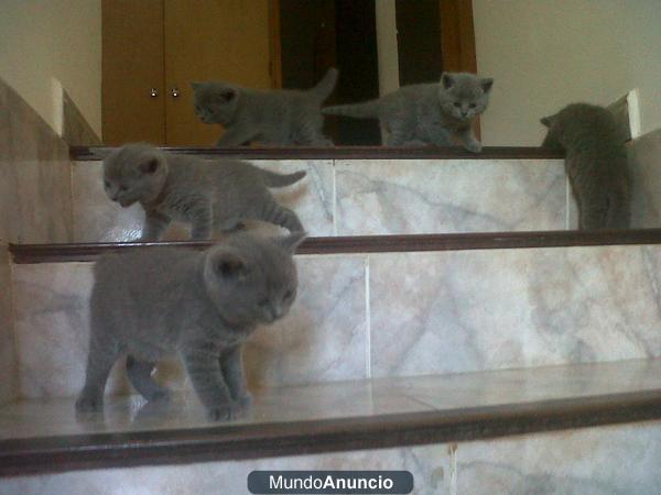 British shorthair azul cachorros
