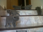 British shorthair azul cachorros - mejor precio | unprecio.es