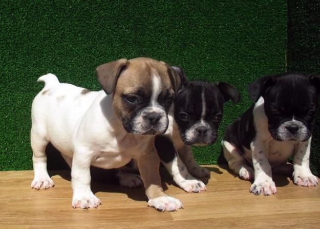 BULLDOG FRANCES,350€