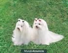 Cachorros de Bichon Maltes de 55 dias. - mejor precio | unprecio.es