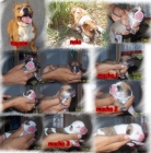 camada amrican stanfordhire terrier - mejor precio | unprecio.es