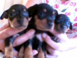 excelentes cachorros de mini pincher negro y fuego