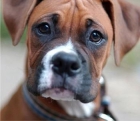 hembra de boxer excelente pedigree - mejor precio | unprecio.es
