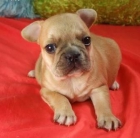 hermoso cachorro bulldog francés de forma gratuita - mejor precio | unprecio.es