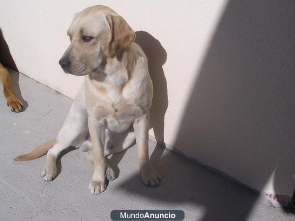 LABRADOR RETRIVER CACHORRO MACHO AMARILLO DE 10 MESES