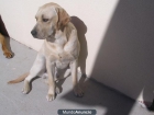 LABRADOR RETRIVER CACHORRO MACHO AMARILLO DE 10 MESES - mejor precio | unprecio.es