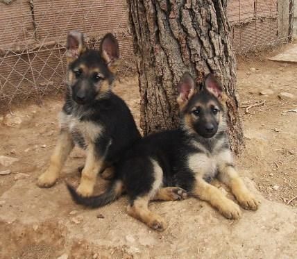 OPORTUNIDAD Cachorras Pastor Aleman con PEDYGRE 220