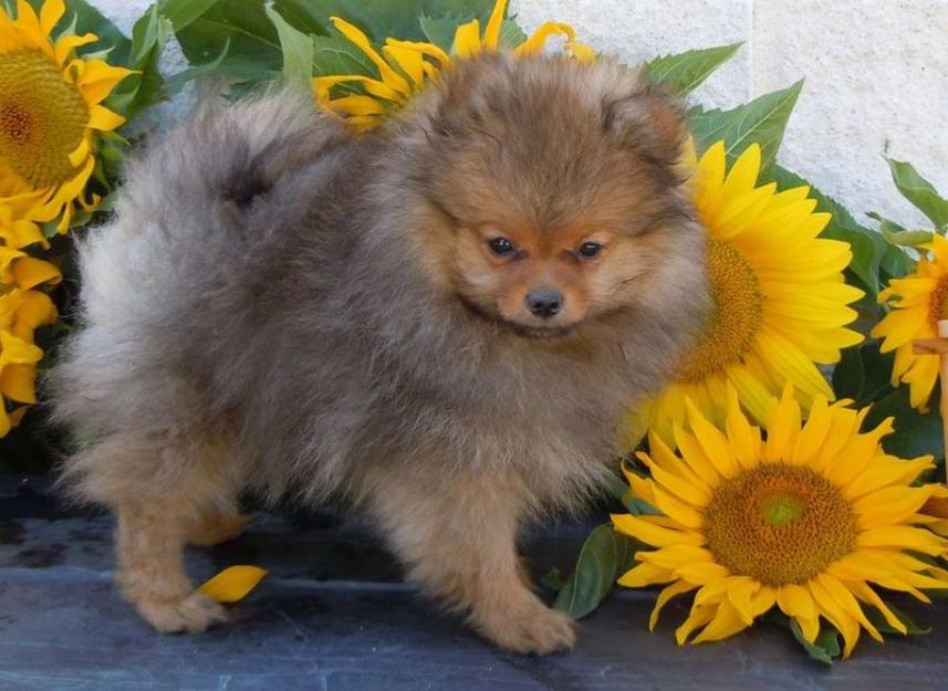 Pomerania cachorros disponibles