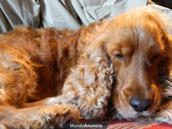 PRECIOSO COCKER SPANISH BUSCA NOVIA COCKER, SEVILLA