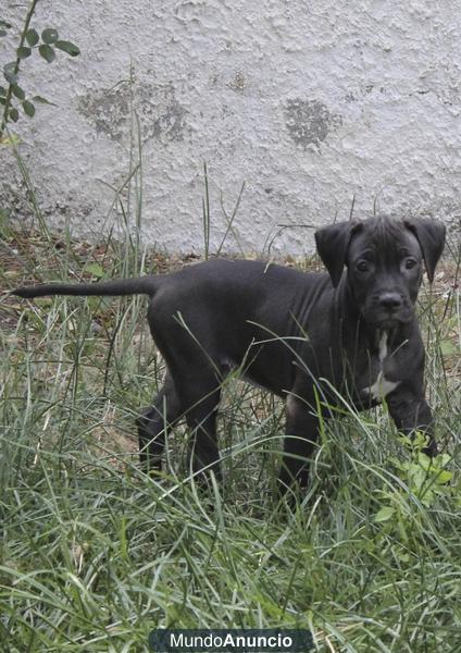 regalo cachorro pitbull