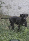 regalo cachorro pitbull - mejor precio | unprecio.es