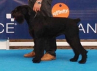 SCHNAUZER GIGANTE - mejor precio | unprecio.es