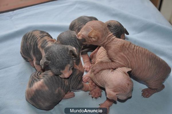 SPHYNX VENTA