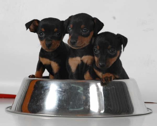 ¡Tu Mini pincher, impresionante cachorro!