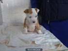 american stafford - mejor precio | unprecio.es