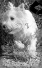busco novia para mi westy - mejor precio | unprecio.es