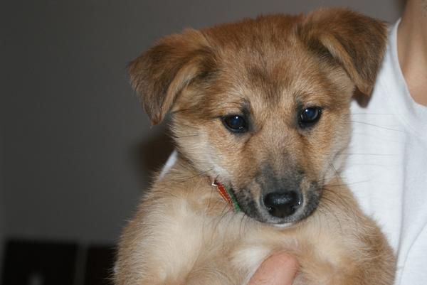 CACHORRITO DOS MESES GUAPÍSIMO EN ADOPCIÓN