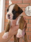 Excelente cachorro de boxer - mejor precio | unprecio.es