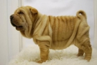 perritos de calidad shar pei - mejor precio | unprecio.es