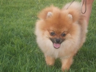 pomeranias de durancan - mejor precio | unprecio.es
