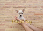 Preciosidad Macho Chihuahua Blanco - mejor precio | unprecio.es