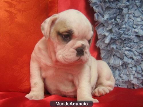 Se ofrece bulldog ingles para monta