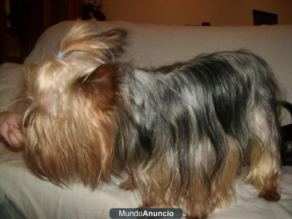 YORKSHIRE TERRIER TOY PARA MONTAS