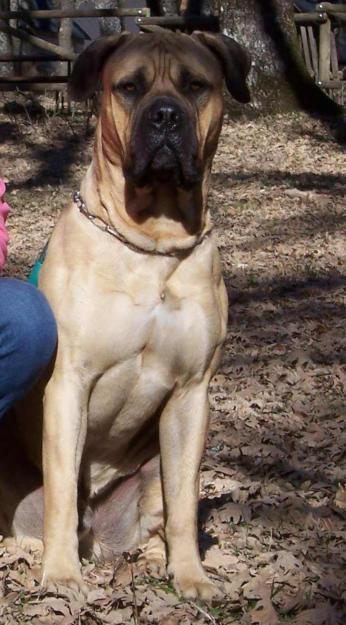 Bullmastiff busca novia.