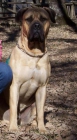 Bullmastiff busca novia. - mejor precio | unprecio.es