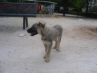 cachorra p. belga 7 meses tamaño mediano en adopcion - mejor precio | unprecio.es