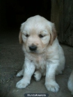Cachorro de Golden retriever - mejor precio | unprecio.es