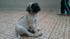 cachorros de bullmastiff - mejor precio | unprecio.es