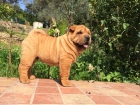 Cachorros de Shar Pei - mejor precio | unprecio.es