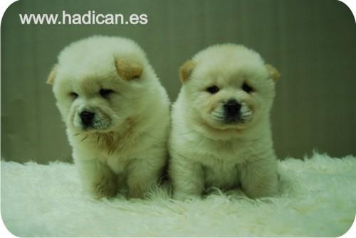 Camada de Chow Chow con la mejor calidad en www.hadican.es