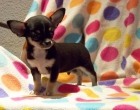 CHIHUAHUAS CACHORROS - mejor precio | unprecio.es